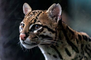 Il gatto Ocelot e la sua bella pelliccia maculata e striata .